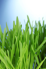 Fototapeta na wymiar beautiful green grass on blue background