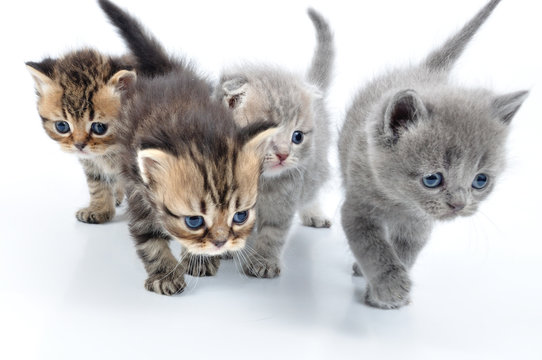group of little kittens