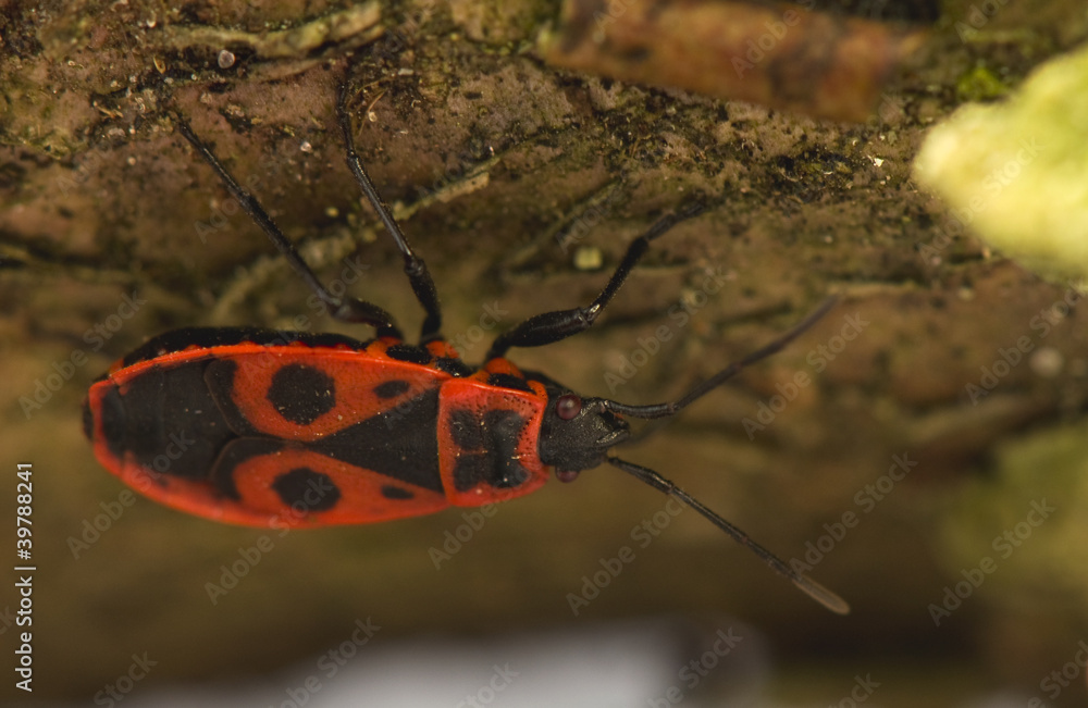 Sticker pyrrhocoris apterus