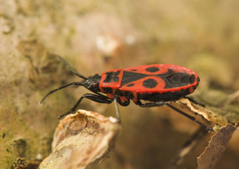 Pyrrhocoris apterus
