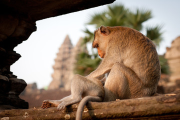 Monkey at Angkor Wat in Cambodia