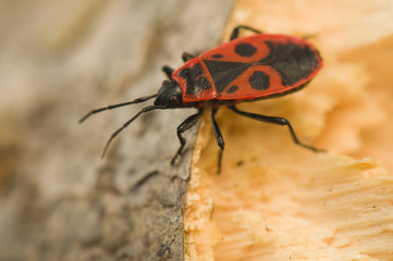 Pyrrhocoris apterus