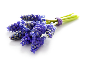 muscari bunch