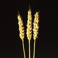 Three stalks of Wheat © nickos