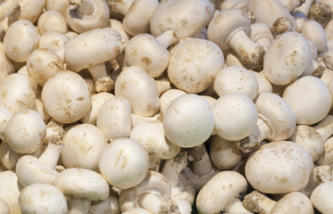 white Paris mushrooms