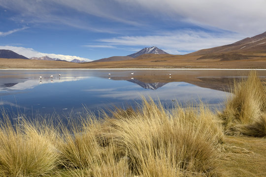 Landscape with flamingos in South Bolivia