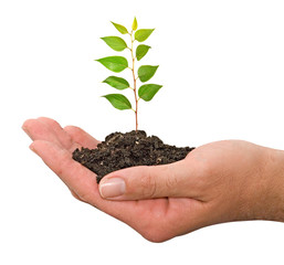 sapling in hand