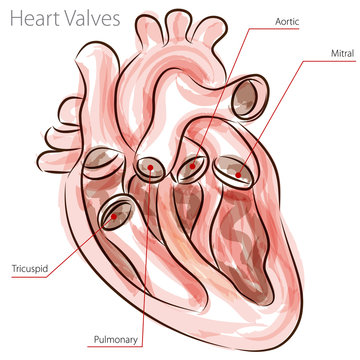 Heart Valves Watercolor Chart