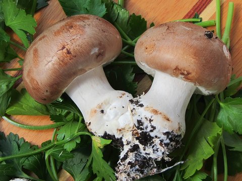 champignons de paris