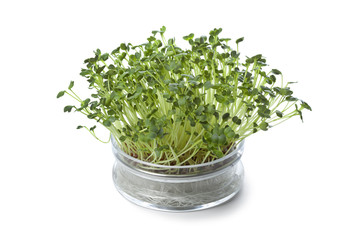 Glass bowl with fresh radish sprouts