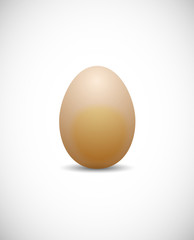chicken egg
