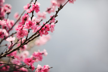 Plum blossom
