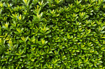 close up West Indian Jasmine