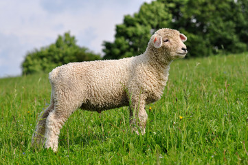 Naklejka premium cute lamb