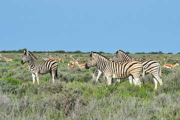 Fototapeta na wymiar stado zebr