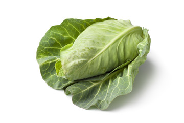 Fresh organic pointed cabbage