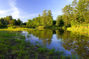 River bank in the forest at the sunset