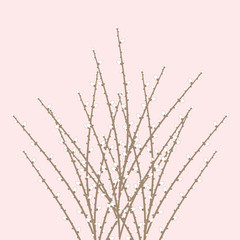 Spring Willow Twig