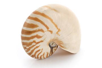 Nautilus shell