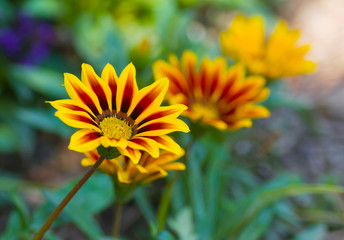 Flowers and colors of variegated garden.