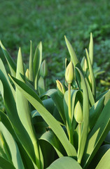 Tulip Buds