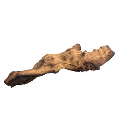 tree old piece isolated on white (clipping path)