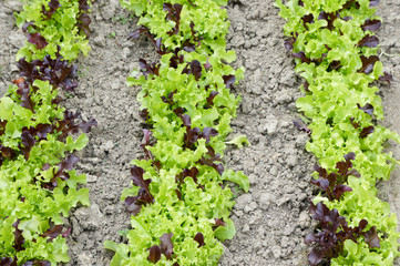 Salat
