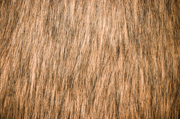 Brown fur