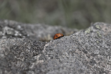 Ladybird alone on rock