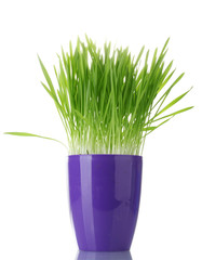 beautiful grass in a flowerpot isolated on white