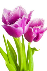 Beautiful bouquet of tulips on a white background