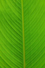 leaf texture