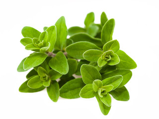 Origanum majorana