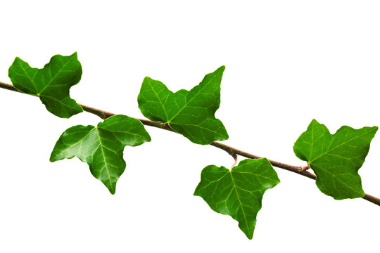 Branch of ivy