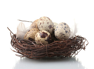 Obraz premium quail eggs in nest isolated on white