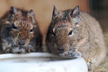 Degu beim Fressen