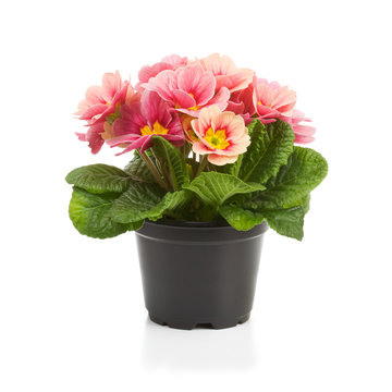 Primrose