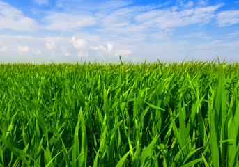 yang green wheat field