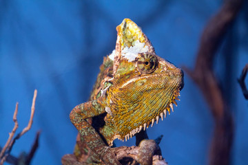 eye of a young chameleon