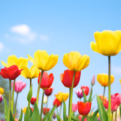 Endlich Frühling, Tulpen, Tulipa, Frühlingsanfang, Schnittblumen