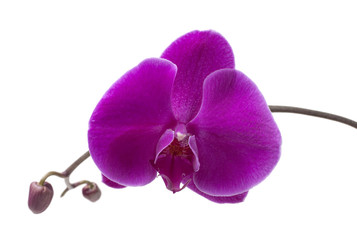 purple orchid