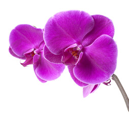 purple orchid