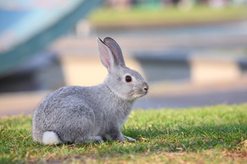 gray rabbit sitting on grass.