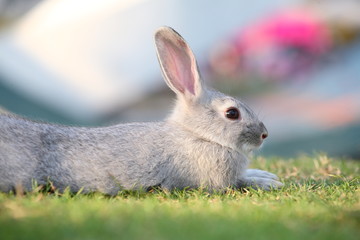 rabbit relaxing on grass