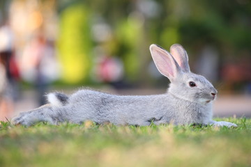 cute rabbit relaxing.