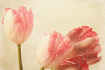 Tulips with old vintage feeling