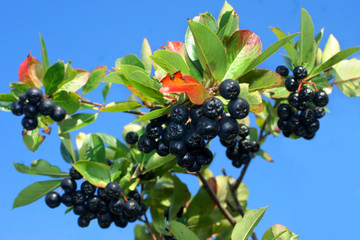 Aroniapflanze © farbkombinat