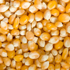 Poping corn