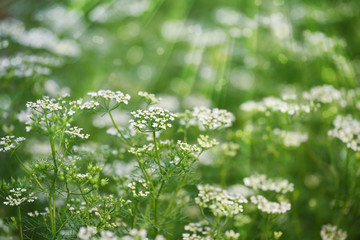 white flowers in tropical garden with ray of lights background.