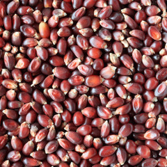 Red Popping corn